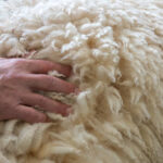 man's hand on back of merino sheep