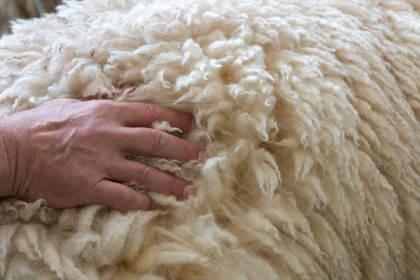 Why Wool is the Perfect Choice for Every Season